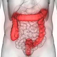 Anatomia jelita grubego, uwidoczniona w czerwonym kolorze, pokazuje jego złożoną strukturę w ludzkim ciele.