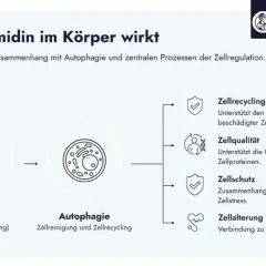 Spermidin, eine polyamine Verbindung, fördert Autophagie, Zellrecycling, Zellqualität, Zellschutz und Zellalterung für gesunde Zellfunktion.