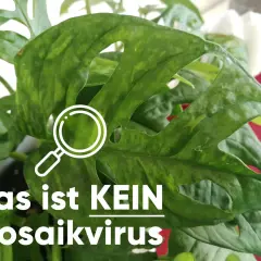 Grüne Monstera-Blätter mit Flecken, die nicht auf einen Mosaikvirus hindeuten. Eine Lupe symbolisiert die Untersuchung.