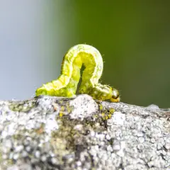 Grüne Raupe auf einem Ast, ein typisches frostspanner schadbild.