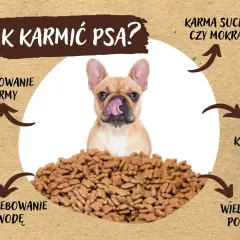 Buldog francuski z językiem na pysku nad stertą suchej karmy. Czy pies może jeść tylko suchą karmę? Obrazek omawia dawkowanie, zapotrzebowanie na wodę, wielkość porcji i czym karmić.