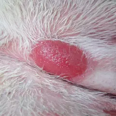 Czerwona, błyszcząca zmiana skórna u psa, widoczna na białej sierści. To może być mastocytoma.