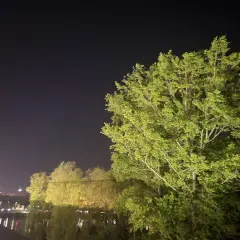 Jasna noc nad rzeką, drzewa oświetlone sztucznym światłem, ledwo widoczne gwiazdy. Zanieczyszczenie światłem przeszkadza w podziwianiu nocnego nieba.