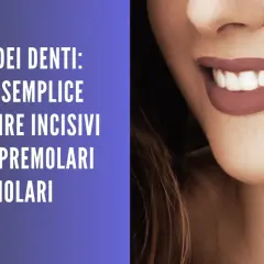 Guida ai nomi dei denti: incisivi, canini, premolari e molari. Un sorriso smagliante con denti perfetti.
