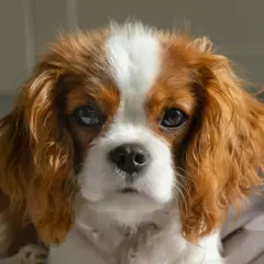 Cavalier King Charles Spaniel: Czy gubi sierść? Pielęgnacja i porady