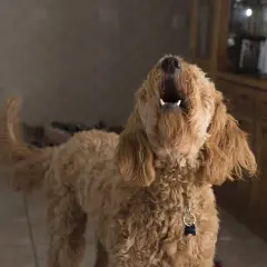 Perro lanudo marrón aúlla, quizás probando un antiladridos casero.