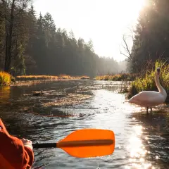 Łabędź, niczym żywy łabędź gwiazdozbiór, stoi w płytkiej wodzie rzeki. Słońce przebija się przez drzewa, tworząc magiczną poświatę.