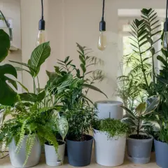 Letnie kompozycje kwiatowe w donicach tworzą zieloną oazę. Wśród nich monstera, paproć i figowiec.