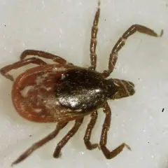 En närbild av en fästing, en av många insekter i Sverige. Den har åtta ben och en mörkbrun kropp med ljusare fläckar.