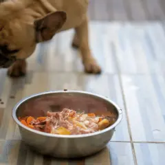 Co ugotować dla psa? Zdrowa dieta domowa krok po kroku!