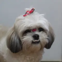 Uroczy shih tzu z kokardką na głowie i błyszczącym zdobieniem na czole. Długowieczność tych psów, czyli ile żyją shih tzu, zależy od wielu czynników.