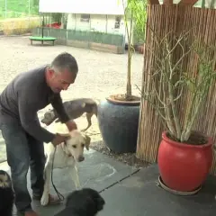 Filmy o labradorze, które poruszają serca i zmieniają życie
