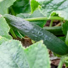 Un cetriolo verde e rugoso cresce tra le foglie rigogliose. Una guida visiva su come coltivare i cetrioli.