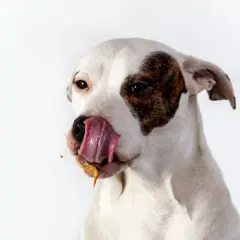 Mi cachorro se come su caca, con la lengua afuera y un poco de comida pegada.