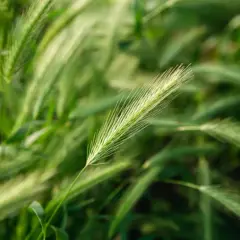 Zielone kłosy pszenicy, badane pod kątem parametrów pszenicy konsumpcyjnej, na tle rozmytego pola.