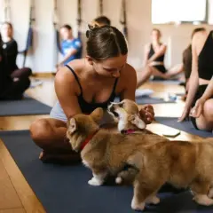 Uczestnicy zajęć **joga z pieskami** na matach, w tym młoda kobieta bawiąca się z dwoma szczeniakami corgi.