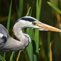 Un héron gris, perché dans les roseaux, observe attentivement. Sa patience est la clé pour savoir comment le héron attire les poissons, attendant le moment parfait pour frapper.