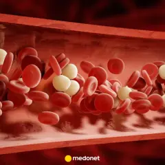 Przekrój naczynia krwionośnego z czerwonymi krwinkami i białymi krwinkami. Płytki krwi norma.