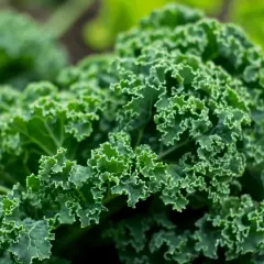 Zielony, pofałdowany jarmuż w gruncie. Jego liczne, zdrowe jarmuż właściwości czynią go superfood.