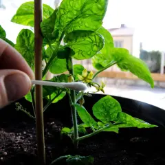 Handen hjälper till att pollinera en ung chiliplanta med en tops. Snart är det dags att plantera chili utomhus.