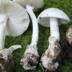 Varias setas blancas grandes, algunas con el sombrero abierto mostrando las láminas, otras cerradas y una en forma de bola, cubiertas de tierra y musgo.
