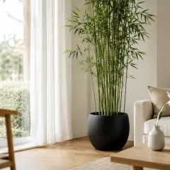 Dracaena sanderiana, znana jako "bambus szczęścia", rośnie w czarnej donicy obok okna z białymi zasłonami.