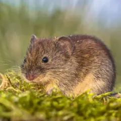 Mała nornica siedzi na mchu, zastanawiając się, co jedzą nornice.