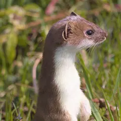 Ein Mauswiesel steht aufrecht im Gras, bereit, seine nächste Mauswiesel Nahrung zu jagen.