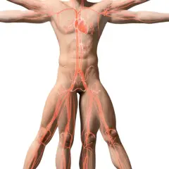 Anatomia układu krążenia, serce i naczynia krwionośne. Kluczowe dla torakochirurgii.