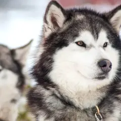 Dwa psy rasy husky, jeden z brązowymi oczami na pierwszym planie, drugi z niebieskimi w tle. Różne odmiany husky w zimowej scenerii.