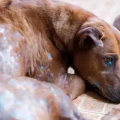 Perro con sarna, mostrando costras y pérdida de pelo.