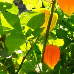 Sonniger **Physalis-Standort** mit leuchtend orangen Lampions und grünen Blättern. Ein Spinnennetz glänzt im Licht.