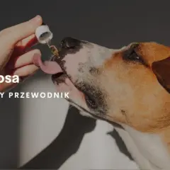 Jaki olej dla psa? Odkryj najlepsze opcje dla zdrowia i sierści