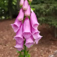 Ein Bündel rosa Fingerhut-Glockenblumen, die im Wald wachsen. Achtung: Fingerhut ist giftig!