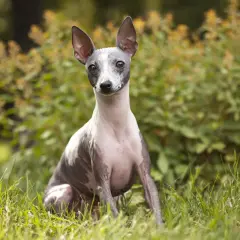Un curioso terrier sin pelo sentado en la hierba, con orejas puntiagudas y mirada atenta.
