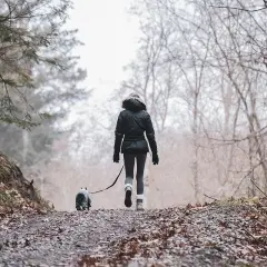 Zimowy pies na spacerze w lesie, w otoczeniu drzew i opadłych liści.