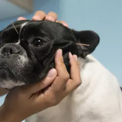 Un bulldog francés recibe acupuntura canina para aliviar su dolor.