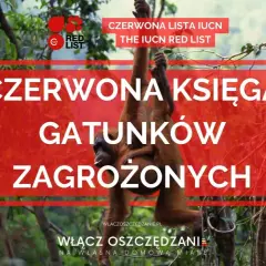 Orangutan z dzieckiem wisi na drzewie, symbolizując gatunki z **czerwonej księgi gatunków zagrożonych**.