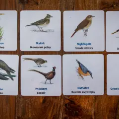 Karty z ptakami: Grey heron, Skylark, Nightingale, Song thrush, Cuckoo, Pheasant, Nuthatch, Great spotted woodpecker.