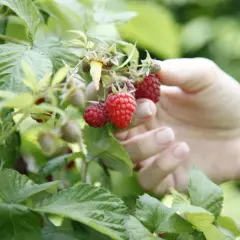 Hand pflückt reife, rote Himbeeren. Die Frage "wann sind Himbeeren reif?" beantwortet sich hier von selbst: Sie sind es, wenn sie leuchtend rot sind und sich leicht vom Zweig lösen lassen.