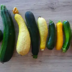 Une variété de courgettes vertes et jaunes, certaines rondes, d'autres allongées, alignées sur une surface en bois.