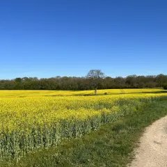 Vaste étendue de champs de colza en fleurs sous un ciel bleu éclatant. Un chemin de terre serpente à travers l'herbe verte, menant vers l'horizon.