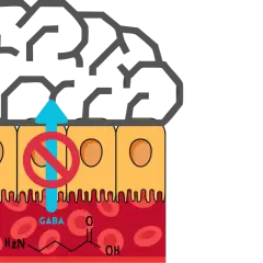 Gehirn über Darmzellen. GABA-Synthese wird durch ein rotes Verbotsschild blockiert, das den Aufwärtspfeil durchdringt.