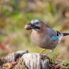 Eichelhäher mit Eichel im Schnabel, bereit zum Verstecken. Ein Vogel, der weiß, wer frisst Eicheln.