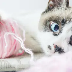 Gato con ojos azules juega con una bola de pelo rosa.