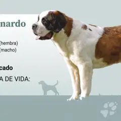 Un majestuoso San Bernardo, con su pelaje blanco y marrón, se muestra junto a datos sobre su tamaño y esperanza de vida.