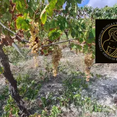 Grappoli dorati di uva bianca pendono da una vite. Un logo circolare con un uomo greco e la scritta "Greco di Bianco DOC" suggerisce un pregiato vino greco di bianco.