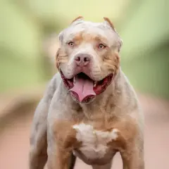 Potężny american xl bully z otwartym pyskiem i wystawionym językiem, patrzący wprost na widza.