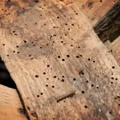 Legno rovinato dai tarli, con tanti piccoli fori. Forse i tarli del legno rimedi della nonna potrebbero aiutare.
