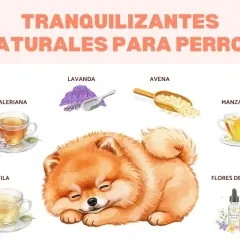 Un cachorro duerme plácidamente rodeado de ingredientes para un tranquilizante para perros casero: lavanda, avena, valeriana, manzanilla, tila y Flores de Bach.